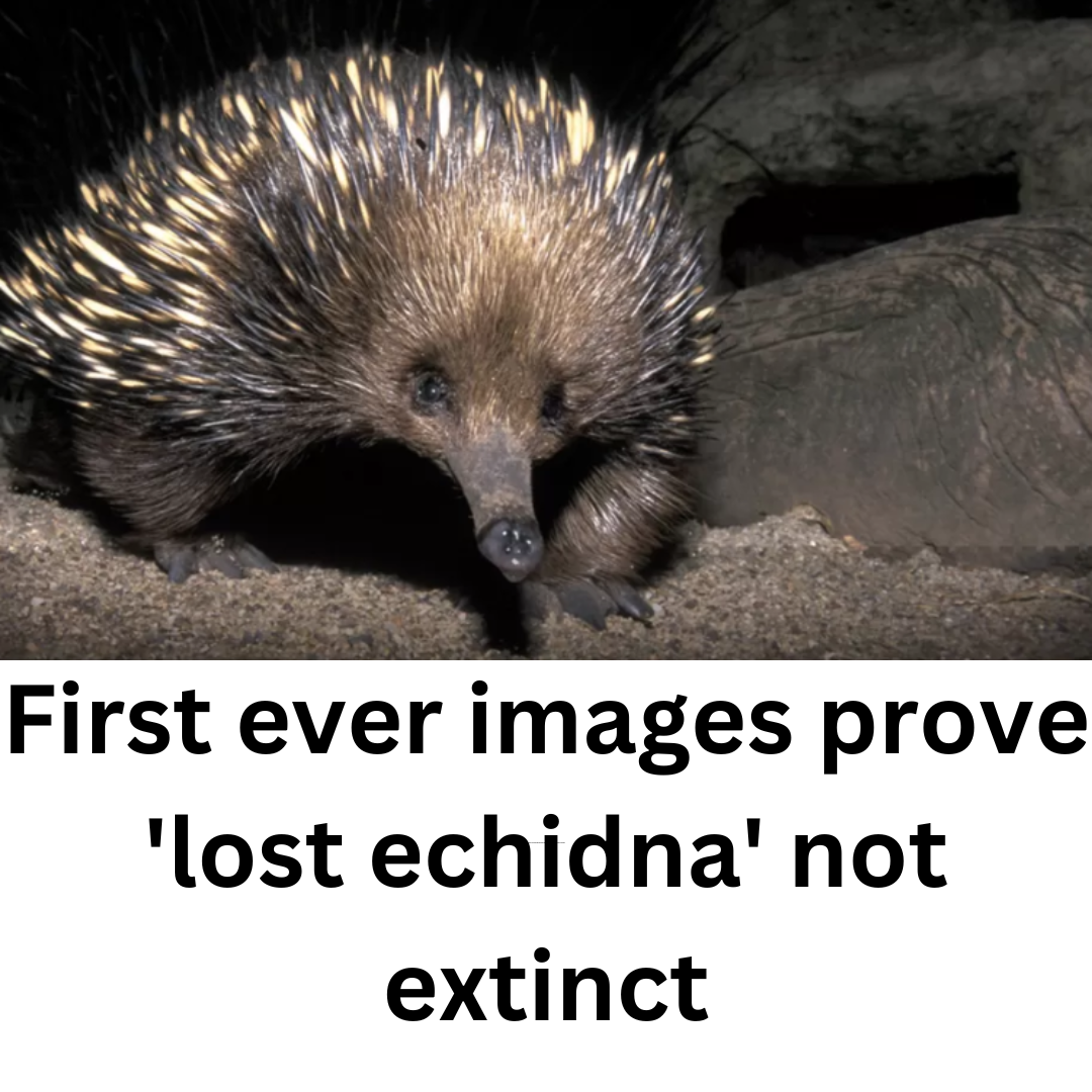 First ever images prove 'lost echidna' not extinct